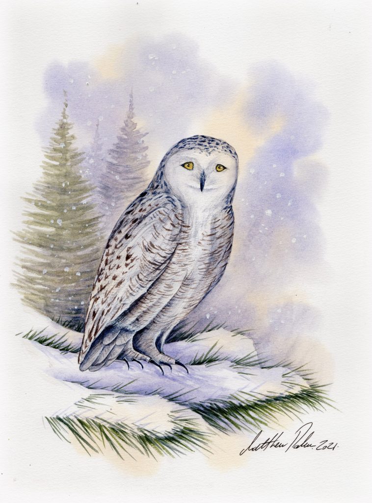 Snowy Owl - Watercolour TV